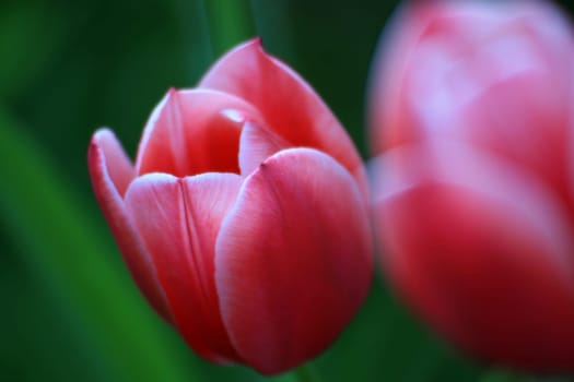 Tulip