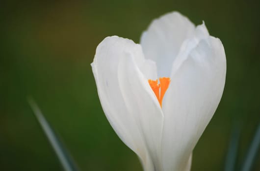 Crocus
