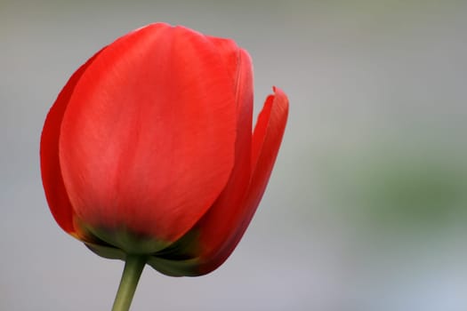 Tulip