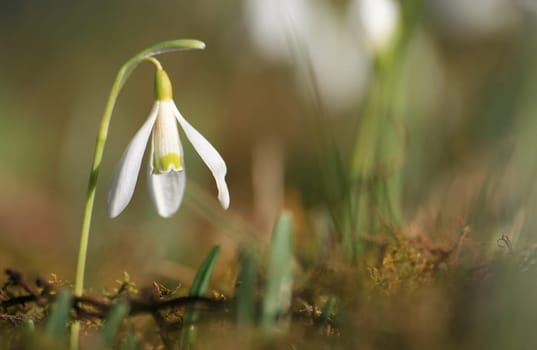 Snowdrop