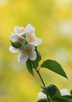 Jasmine