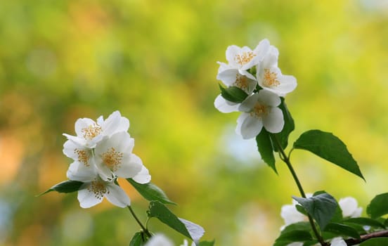 Jasmine