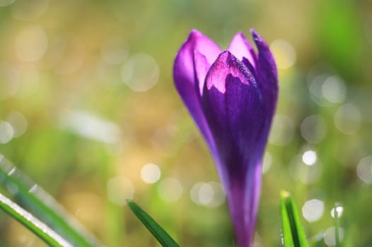 Crocus