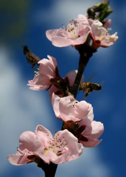Peach Tree Blossom