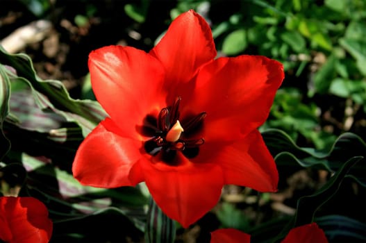 Tulip