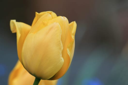 Tulip