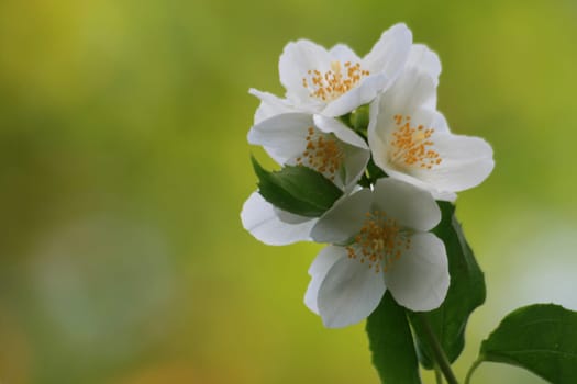 Jasmine
