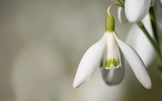 Snowdrop