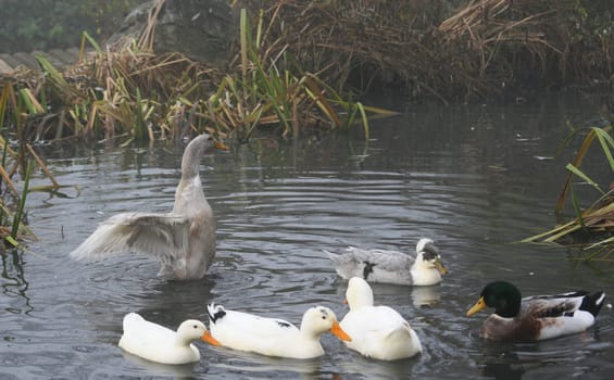 Ducks in the water