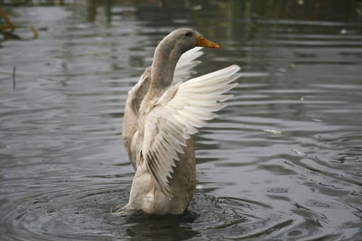 Ducks in the water