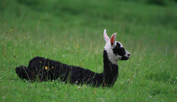 Llama baby