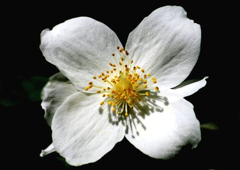 Jasmine