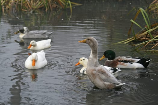 Ducks in the water