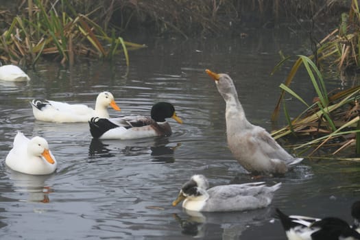 Ducks in the water
