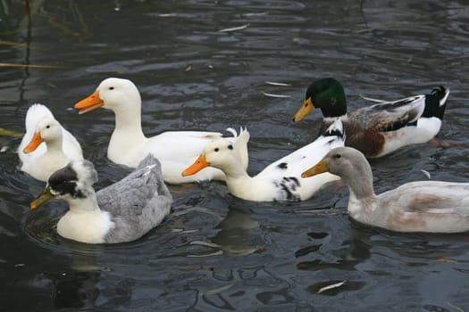 Ducks in the water