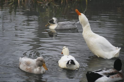 Ducks in the water