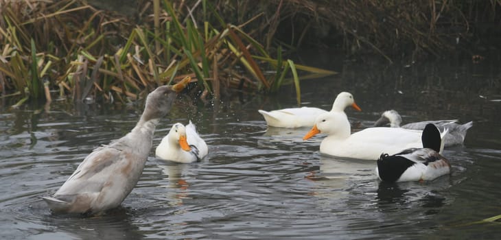 Ducks in the water