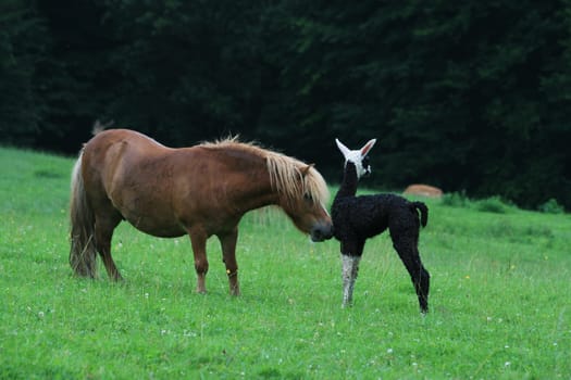 Llama baby with pony