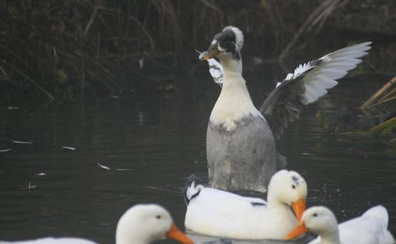 Ducks in the water