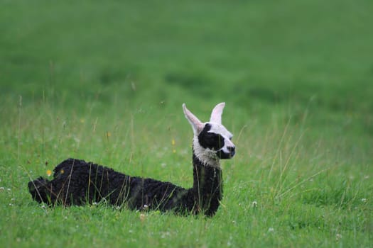 Llama baby