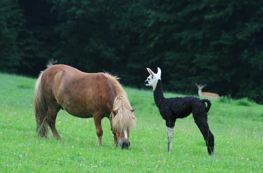 Llama baby with pony