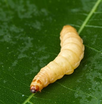 a macro shot af a grub