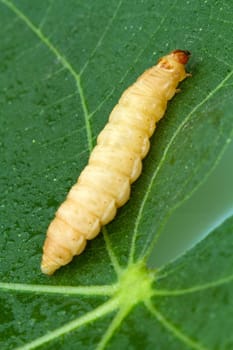 a macro shot af a grub