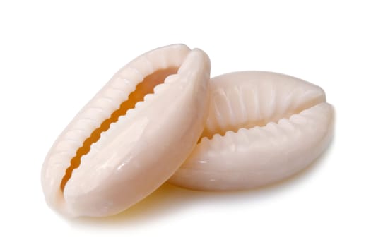 a macro shot of a seashell