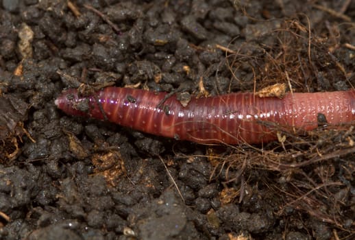 a macro shot of a earthworm