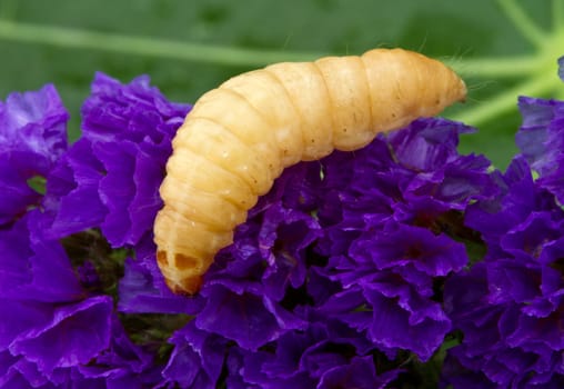 a macro shot af a grub
