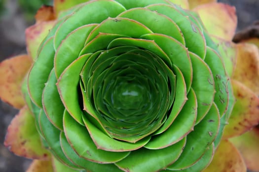 Sempervivum