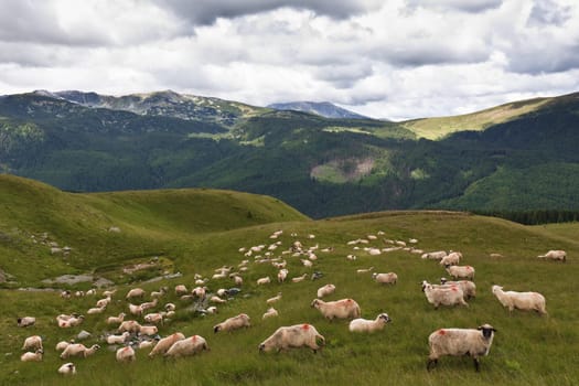 a flock of sheep in a mountain valley