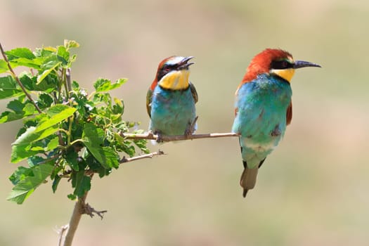 european bee eater (Merops Apiaster) on the branch
