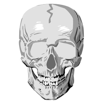 A human skull on white background