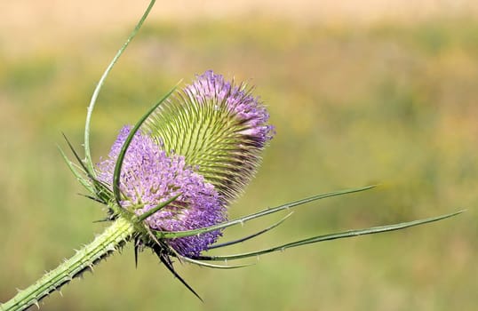 (Dipsacus fullonum,also Dipsacus sylvestris)