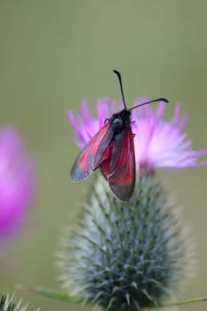 Cinnabar moth