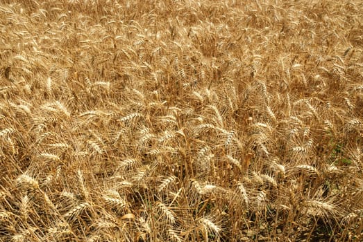 wheat field with ripe ears