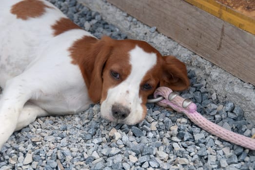 closeup of a puppy breton