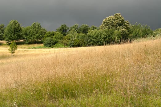 contrast between illuminated corn and the sky leaden