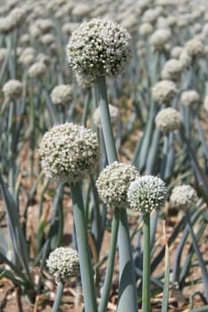 Onion flowers close up in a field of onions