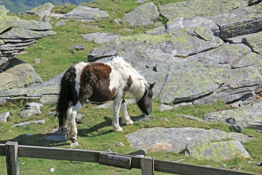 birth of a small horse pony in a meadow pottok