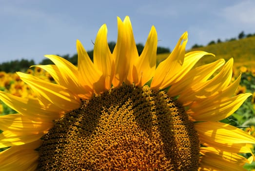 sunflower field in the hills in predappio