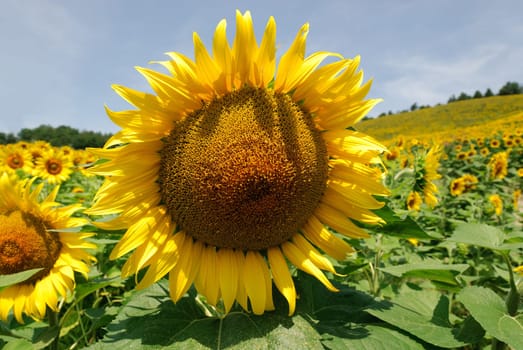 sunflower field in the hills in predappio