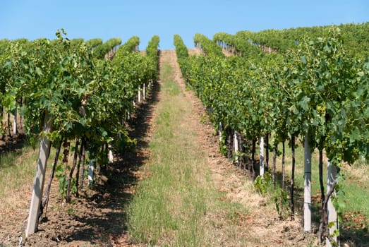 rows of a vineyard in the hills in summer