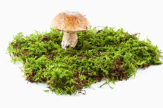 Spruce boletus (Boletus edulis)