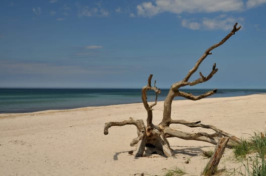Darßer Strand