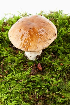 Spruce boletus (Boletus edulis)