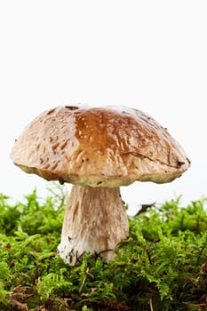 Spruce boletus (Boletus edulis)
