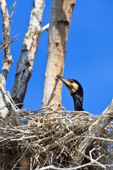 cormorant (phalacrocorax carbo ) on nest in Danube Delta, Romania