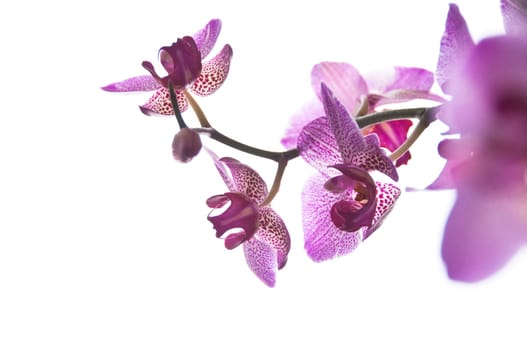 Purple orchid on a white background